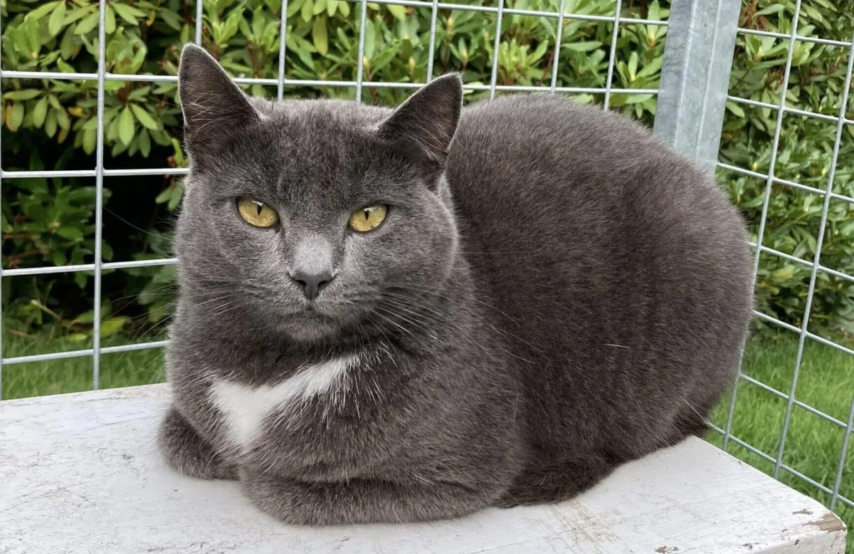 Kattsand till Lyckehemmet/KKS