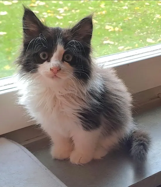 Kattfoder